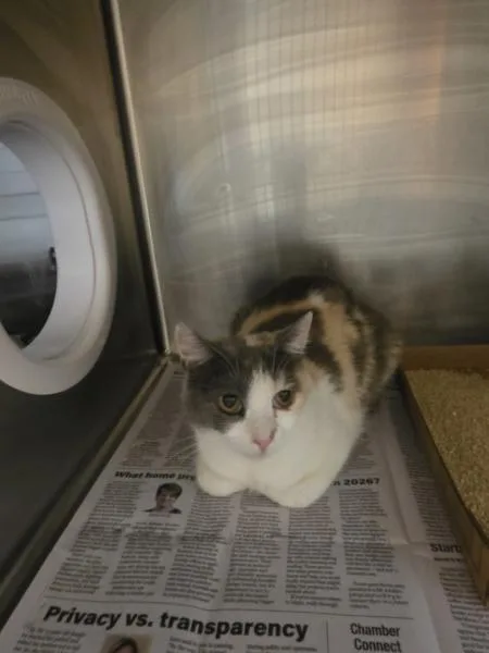 A young small-sized female Domestic Short Hair cat named Praline for adoption in Cleveland, TN