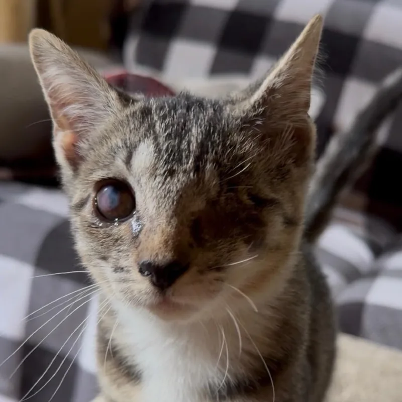 A baby small-sized female Domestic Short Hair cat named Bambi for adoption in Newark, NJ