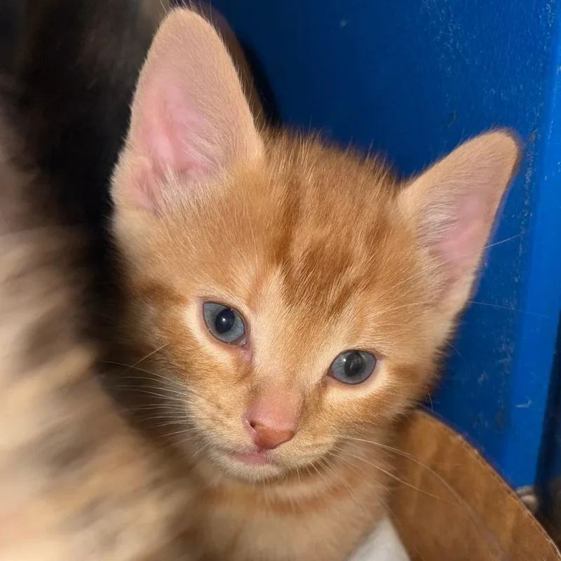 A baby small-sized male Orange / Red Domestic Short Hair cat named Wednesday for adoption in Austin, TX