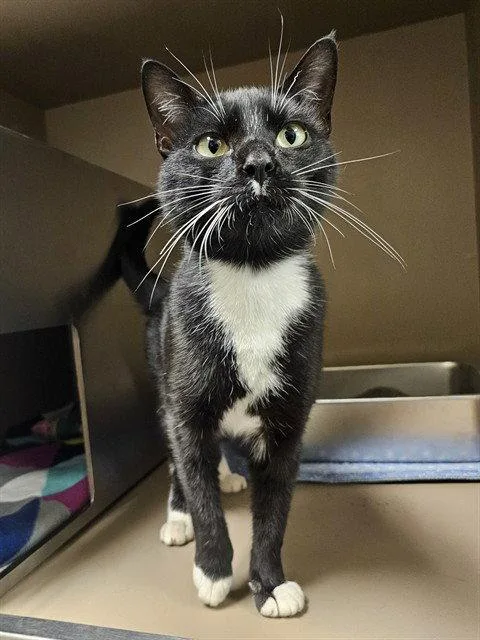 An adult medium-sized male Black & White / Tuxedo Domestic Short Hair cat named Fang for adoption in Clyde, NC