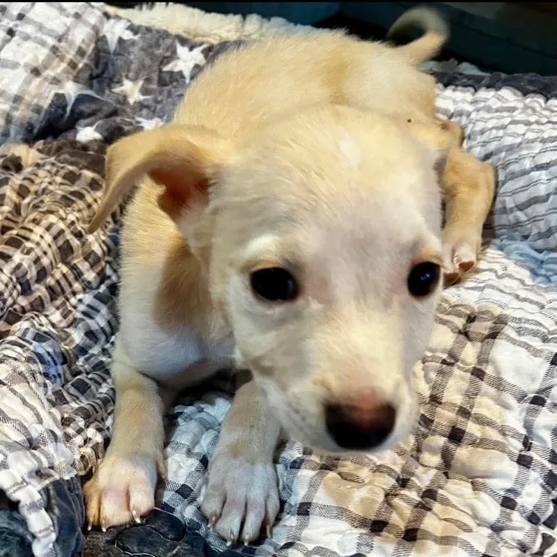 A baby small-sized male Mixed Breed dog named St. Croix for adoption in Buffalo, MN