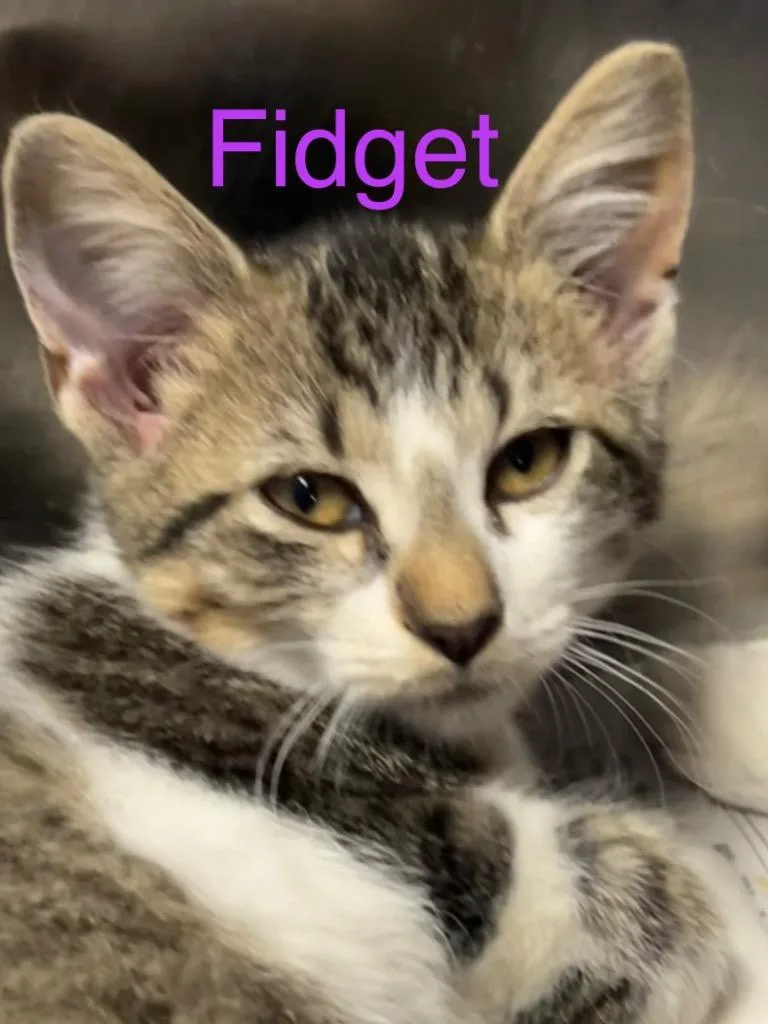 A baby small-sized female Domestic Short Hair cat named Fidget for adoption in Princeton, IN