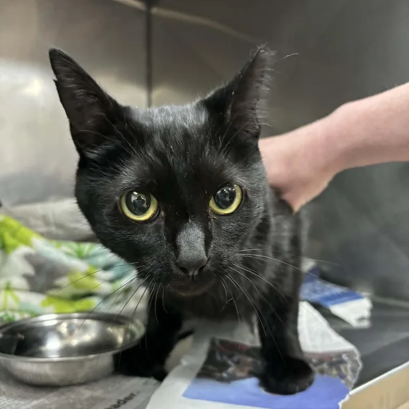 An adult small-sized female Black Domestic Short Hair cat named SVASStray for adoption in Lyndhurst, VA