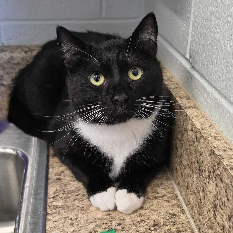 An adult large-sized male Black Domestic Short Hair cat named Jack for adoption in Marshall, VA