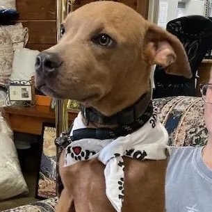 A young medium-sized male Mountain Cur dog named Maxwell for adoption in Chicopee, MA