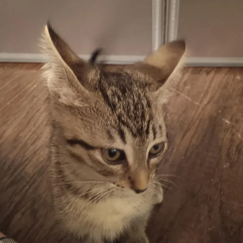 A baby small-sized male Brown / Chocolate Domestic Short Hair cat named Milo for adoption in Marion, IL