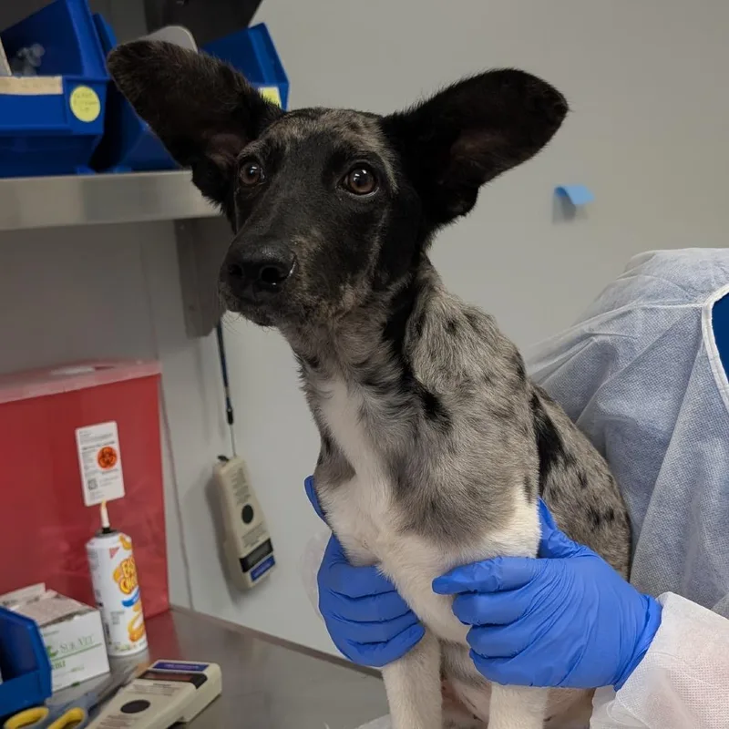 A baby medium-sized male Gray / Blue / Silver Cattle Dog dog named Hemsworth for adoption in Greenville, SC