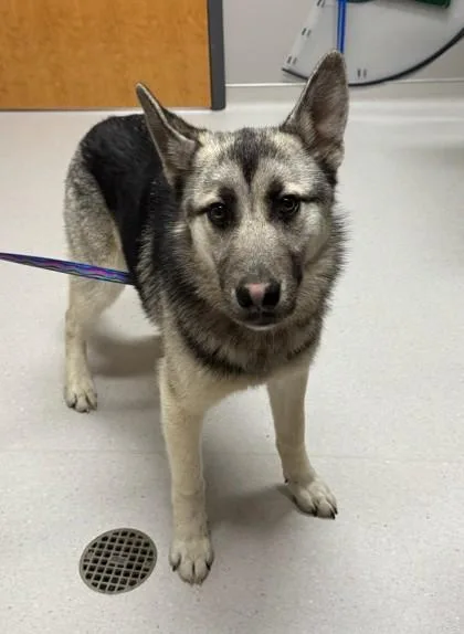 An adult large-sized male Siberian Husky dog named Smokey for adoption in Missoula, MT