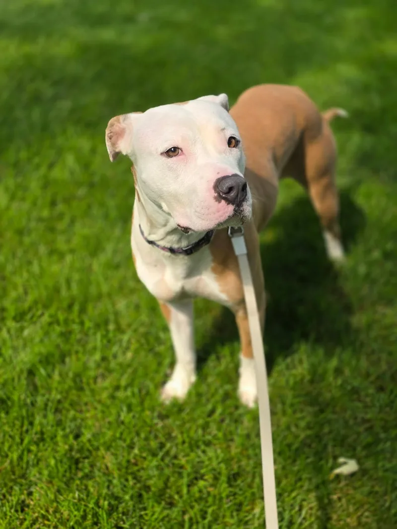 A young medium-sized female White / Cream American Staffordshire Terrier dog named Pretty for adoption in Orland Park, IL