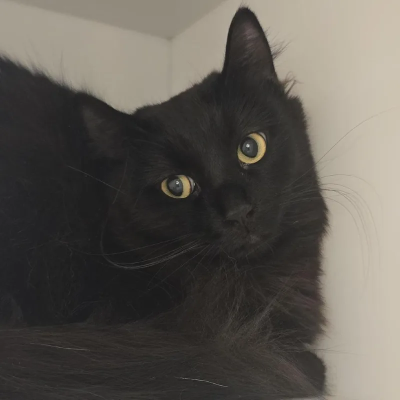 A young small-sized female Domestic Short Hair cat named Raiden for adoption in Los Angeles, CA