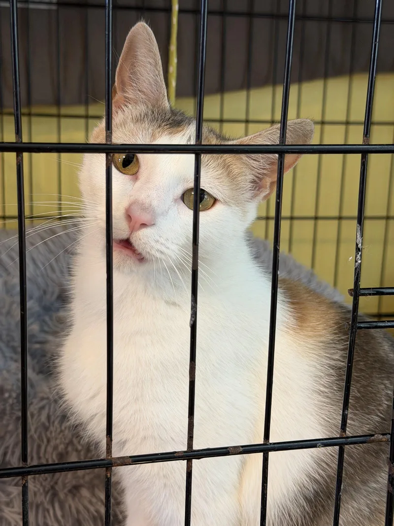 An adult medium-sized female Domestic Short Hair cat named Stasha May May for adoption in Broomall, PA