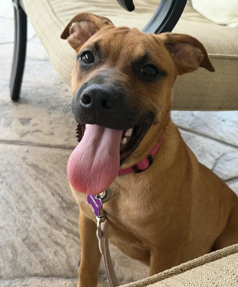 A baby medium-sized female Boxer dog named Maple for adoption in Bryan, TX
