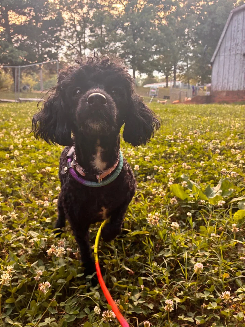 A young small-sized female Poodle dog named Abby Jun for adoption in Pacolet, SC