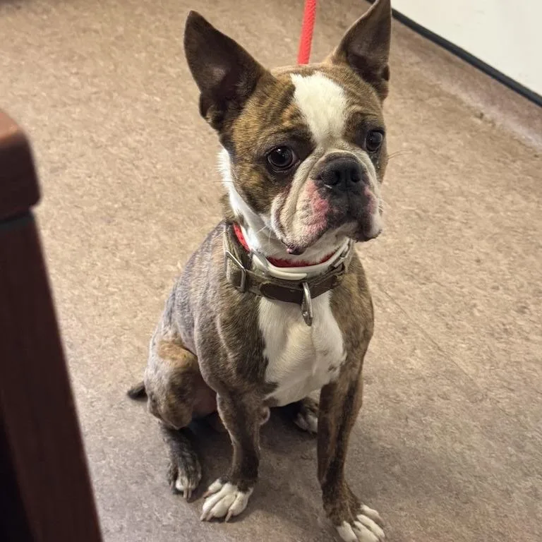 An adult small-sized male Brindle French Bulldog dog named Baccus for adoption in Saint Louis, MO