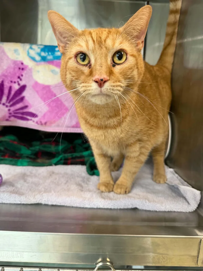 An adult large-sized male Domestic Short Hair cat named Dobby for adoption in Hagerstown, MD
