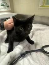 A young medium-sized female Tabby (Brown / Chocolate) Domestic Short Hair cat named Quinn for adoption in Manitowoc, WI