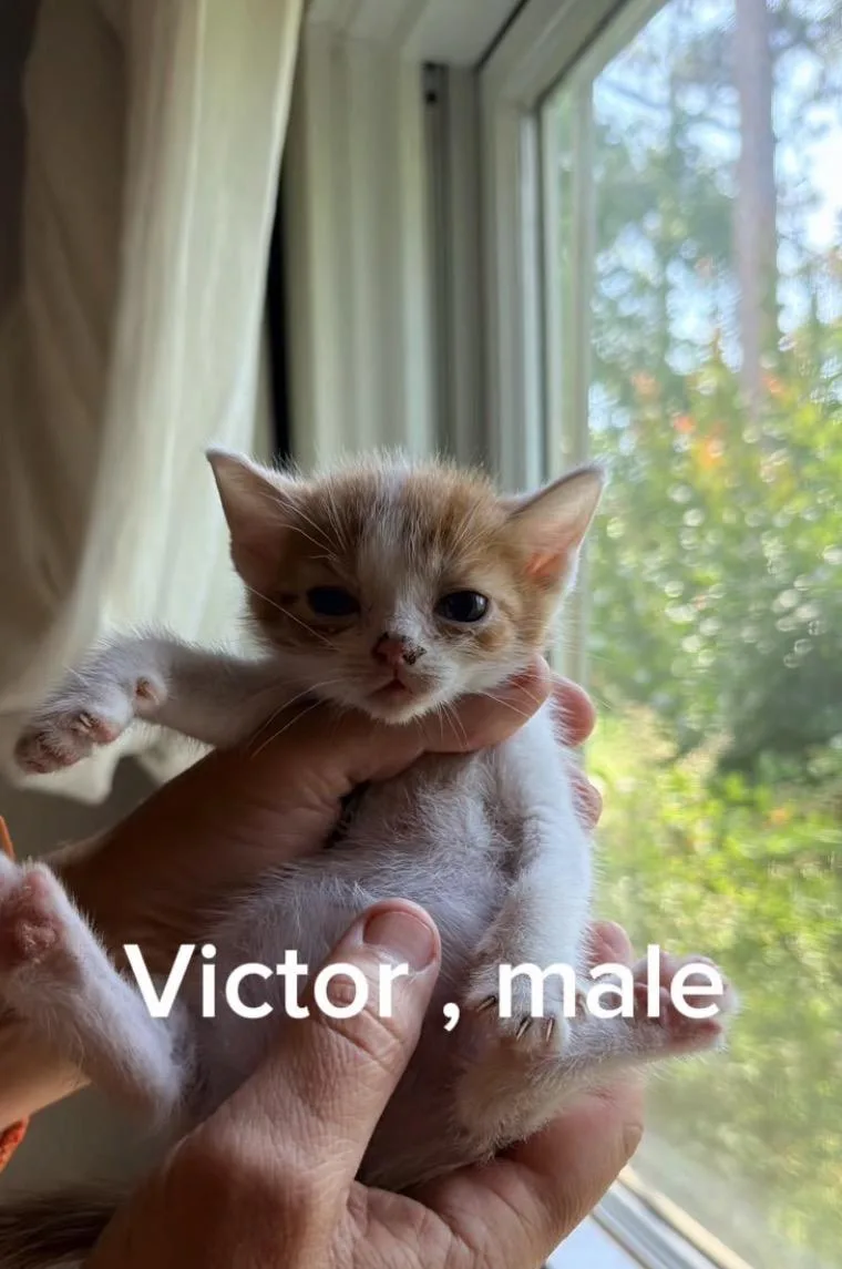 A baby small-sized male Orange & White Domestic Short Hair cat named Victor for adoption in Shrewsbury, MA