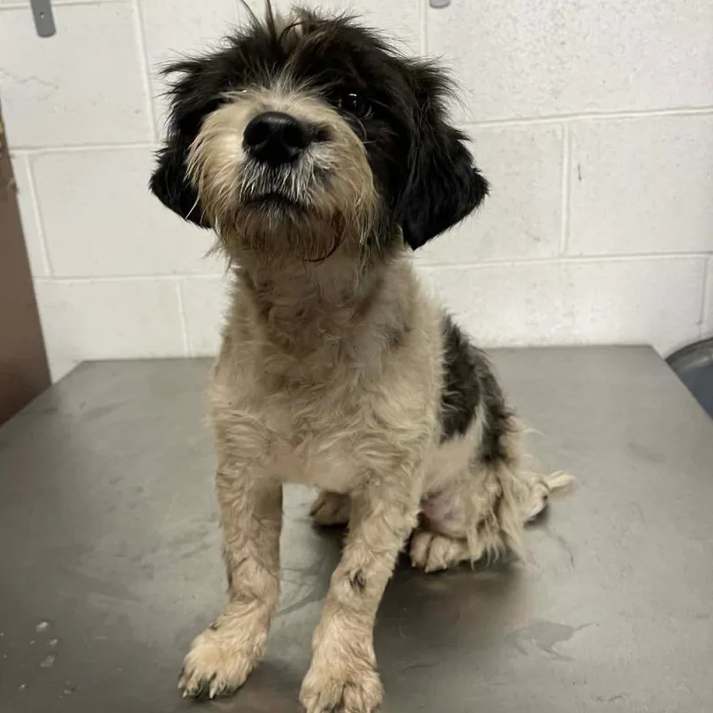 A young small-sized male White / Cream Havanese dog named Malone C for adoption in Allen, TX