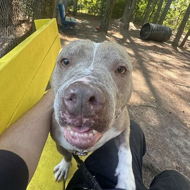 An adult medium-sized male Yellow / Tan / Blond / Fawn Mixed Breed dog named Sir. Rufus for adoption in Summerville, SC