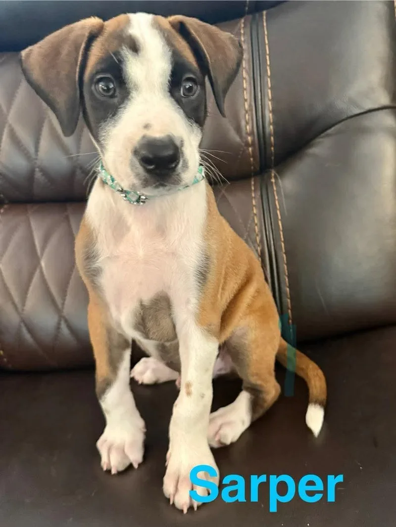 A baby medium-sized male Mixed Breed dog named Sarper CS for adoption in Columbia, MD