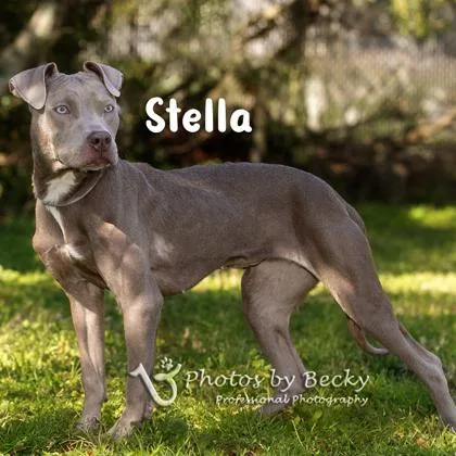 A young medium-sized female Mixed Breed dog named Stella for adoption in Savannah, GA