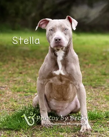Stella thumbnail 2