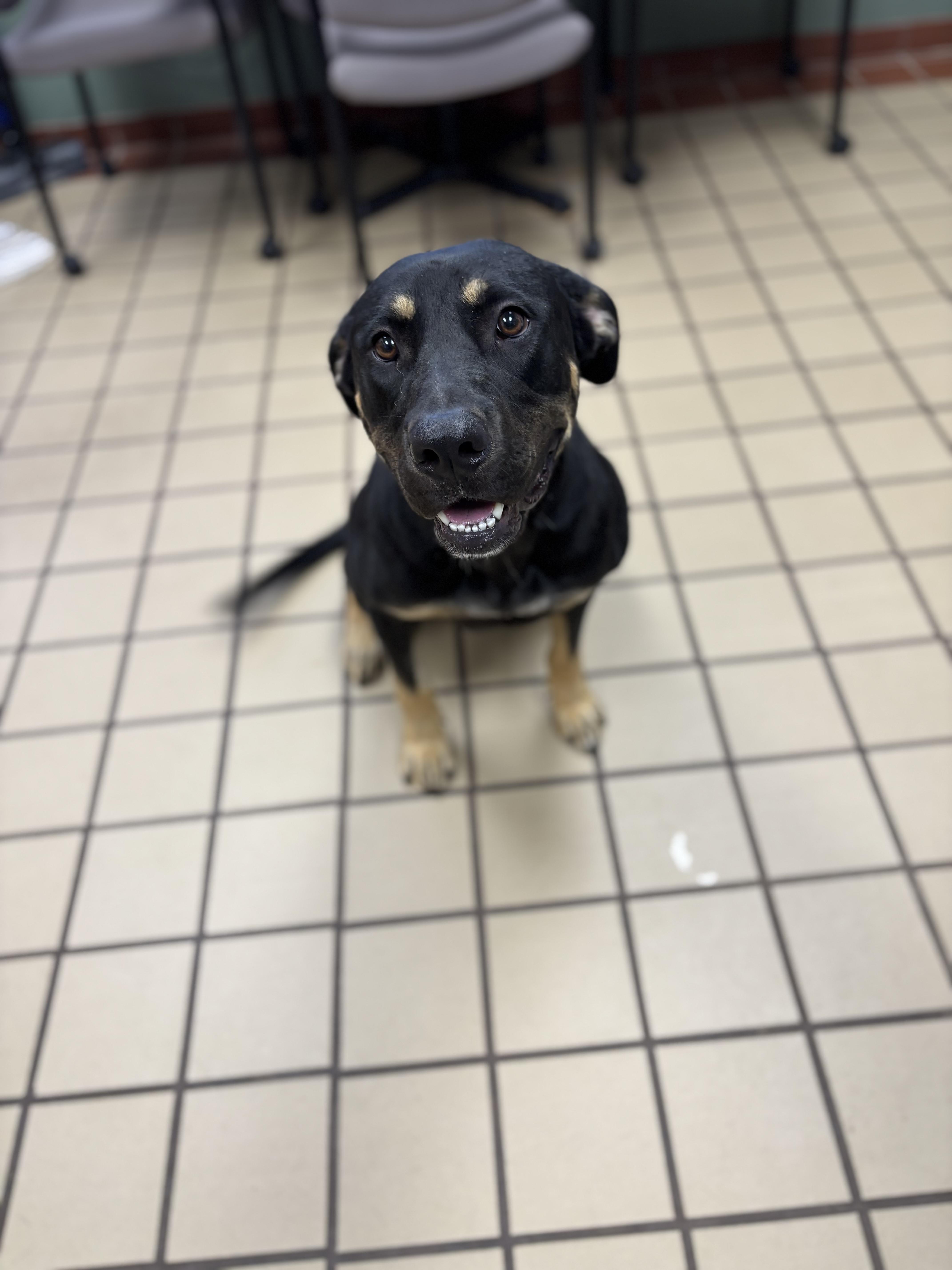 A young large-sized female Black Rottweiler dog named Rosie for adoption in White Cloud, MI