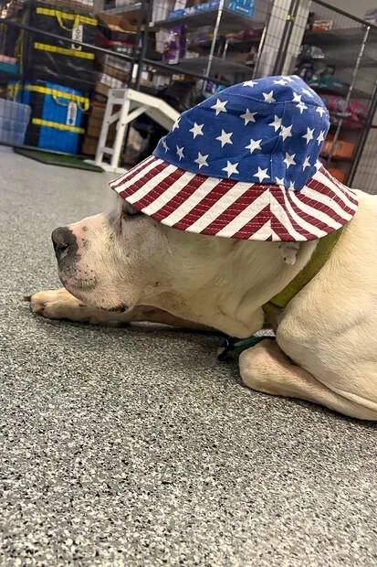 An adult large-sized male White / Cream Mixed Breed dog named Botanics for adoption in Cincinnati, OH