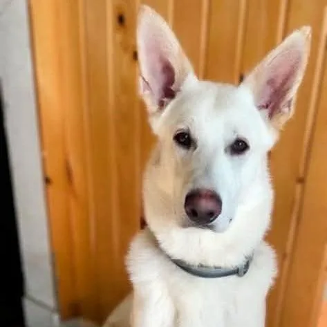Kimber