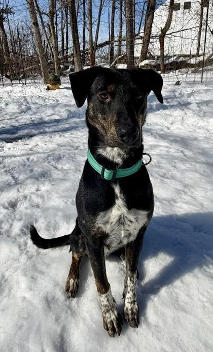 A young medium-sized male Cattle Dog dog named Lance for adoption in Potsdam, NY