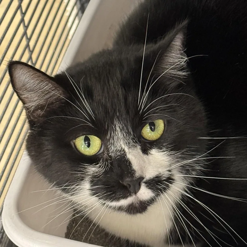 An adult medium-sized female Black & White / Tuxedo Domestic Short Hair cat named Oreo for adoption in Winchendon, MA
