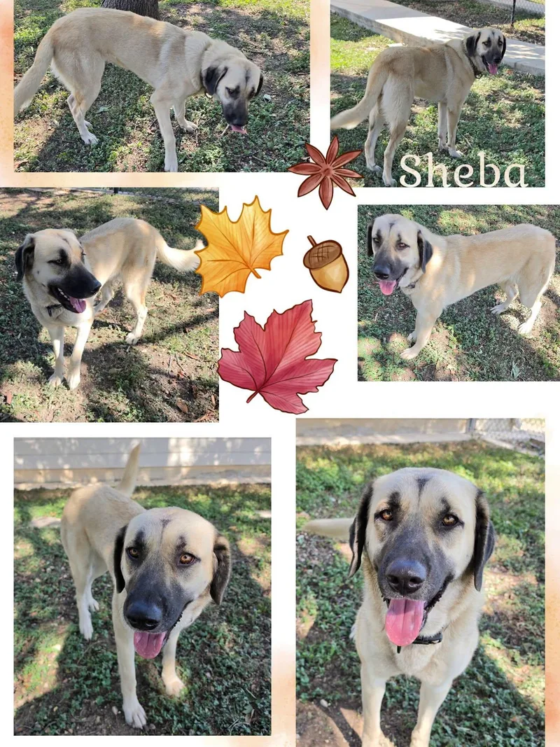 An adult large-sized female Great Pyrenees dog named Sheba for adoption in Universal City, TX