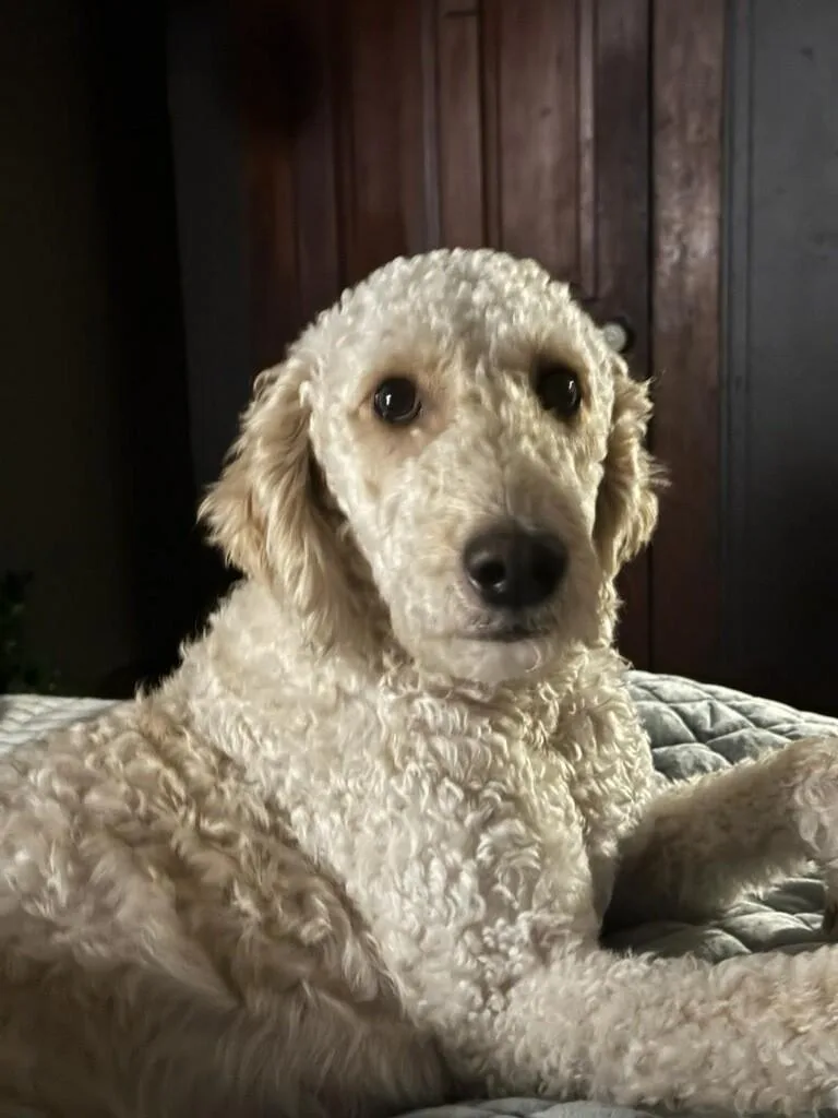 An adult medium-sized female White / Cream Labradoodle dog named Georgia for adoption in Colleyville, TX