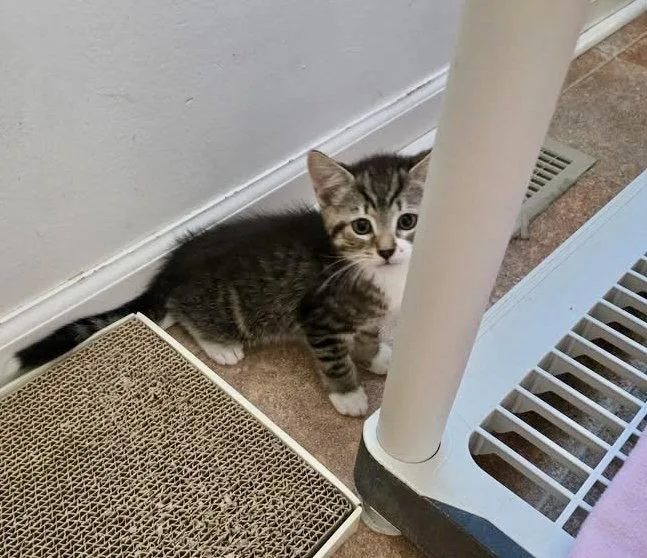 A baby medium-sized male Domestic Short Hair cat named Pancake for adoption in Penndel, PA