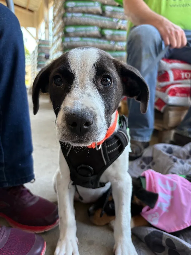A baby medium-sized female Hound dog named Leia for adoption in Ewing, NJ