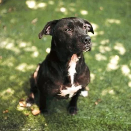 An adult large-sized female Tricolor (Brown, Black, & White) Pit Bull Terrier dog named Roxy for adoption in Hartsville , TN