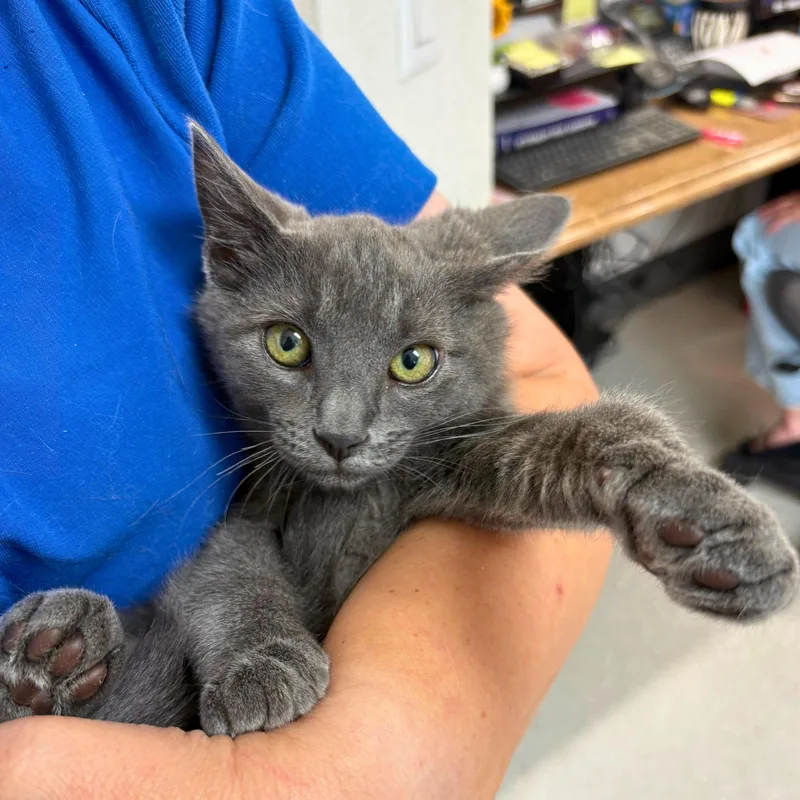A baby medium-sized female Gray / Blue / Silver Domestic Short Hair cat named Gerri for adoption in Pasco, WA