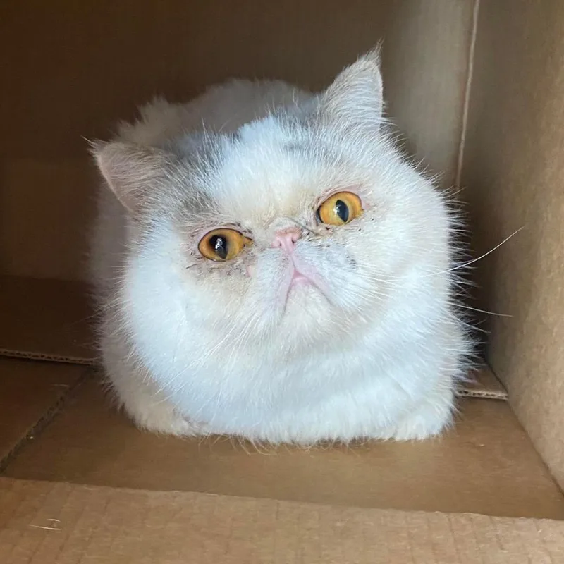 Rocky Balboa thumbnail 2