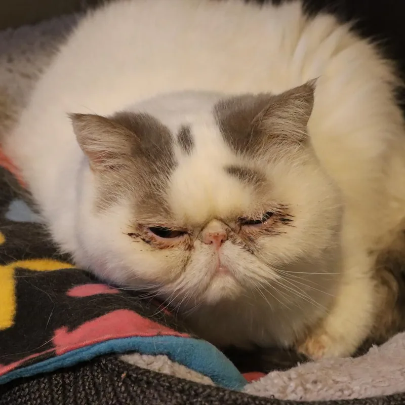 Rocky Balboa thumbnail 4