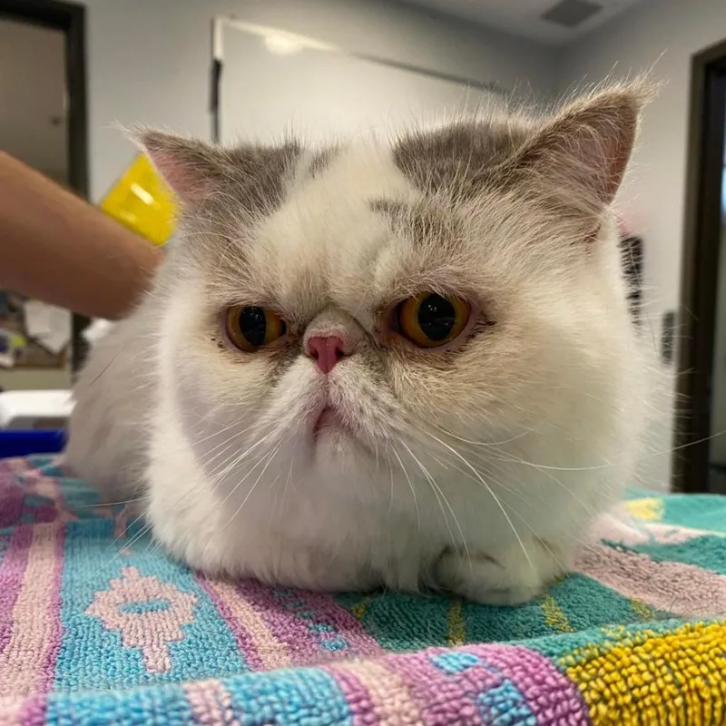 Rocky Balboa thumbnail 5