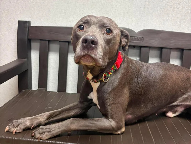 An adult medium-sized male Gray / Blue / Silver Pit Bull Terrier dog named Hennessy for adoption in Maryville, MO