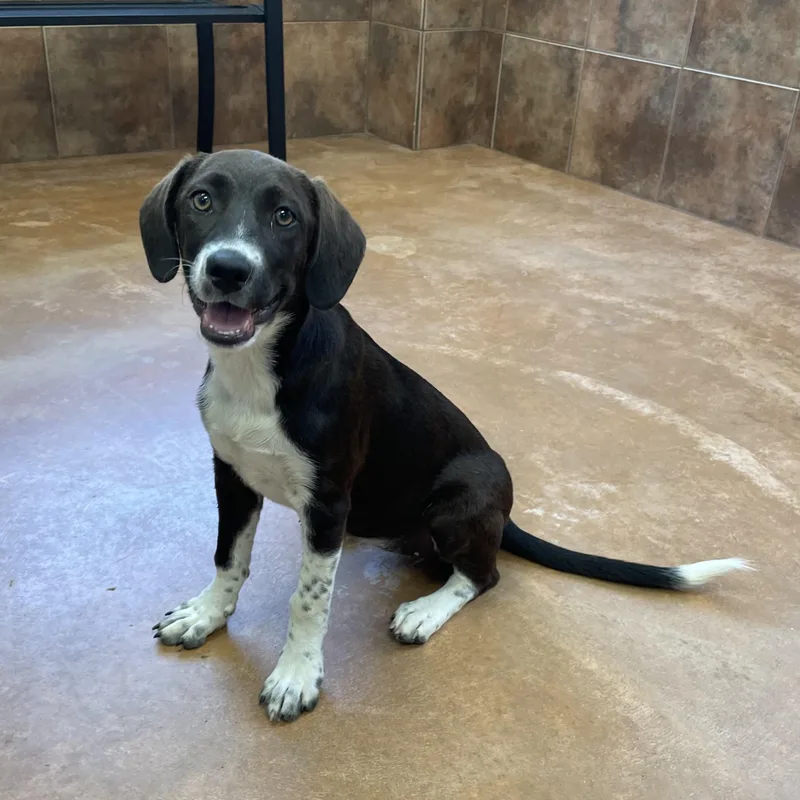A baby medium-sized female Black Hound dog named Poppy for adoption in Heber Springs, AR