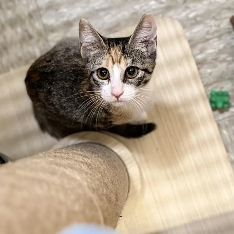 A baby medium-sized female Dilute Calico Domestic Short Hair cat named Lavigne for adoption in Austin, TX