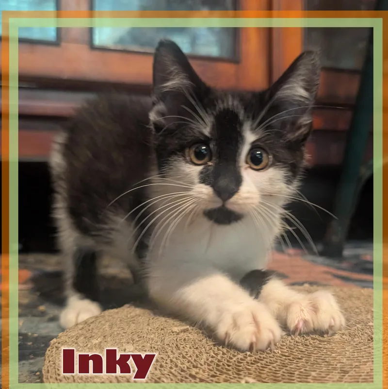 A baby medium-sized male Black & White / Tuxedo Domestic Long Hair cat named Inky for adoption in Great Mills, MD
