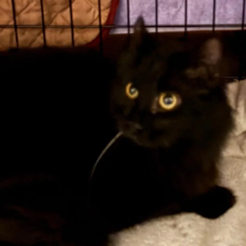 A young small-sized female Black Domestic Medium Hair cat named Scout for adoption in Winchester, VA