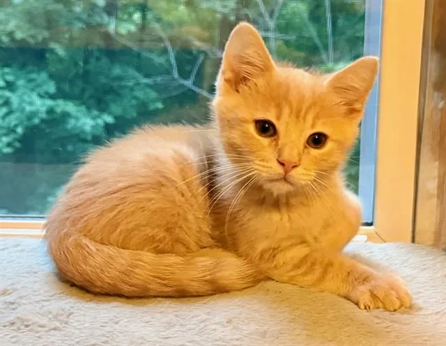 A baby small-sized male Domestic Short Hair cat named Teddy for adoption in Peoria, IL