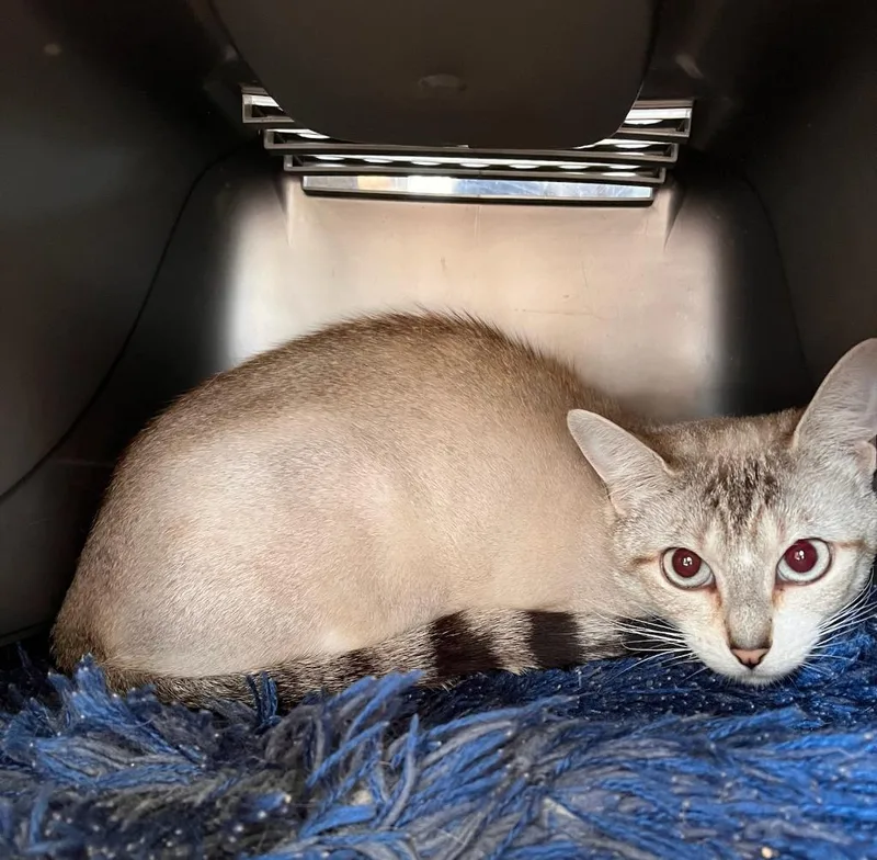 A young medium-sized female Siamese cat named Tater for adoption in Aberdeen, WA