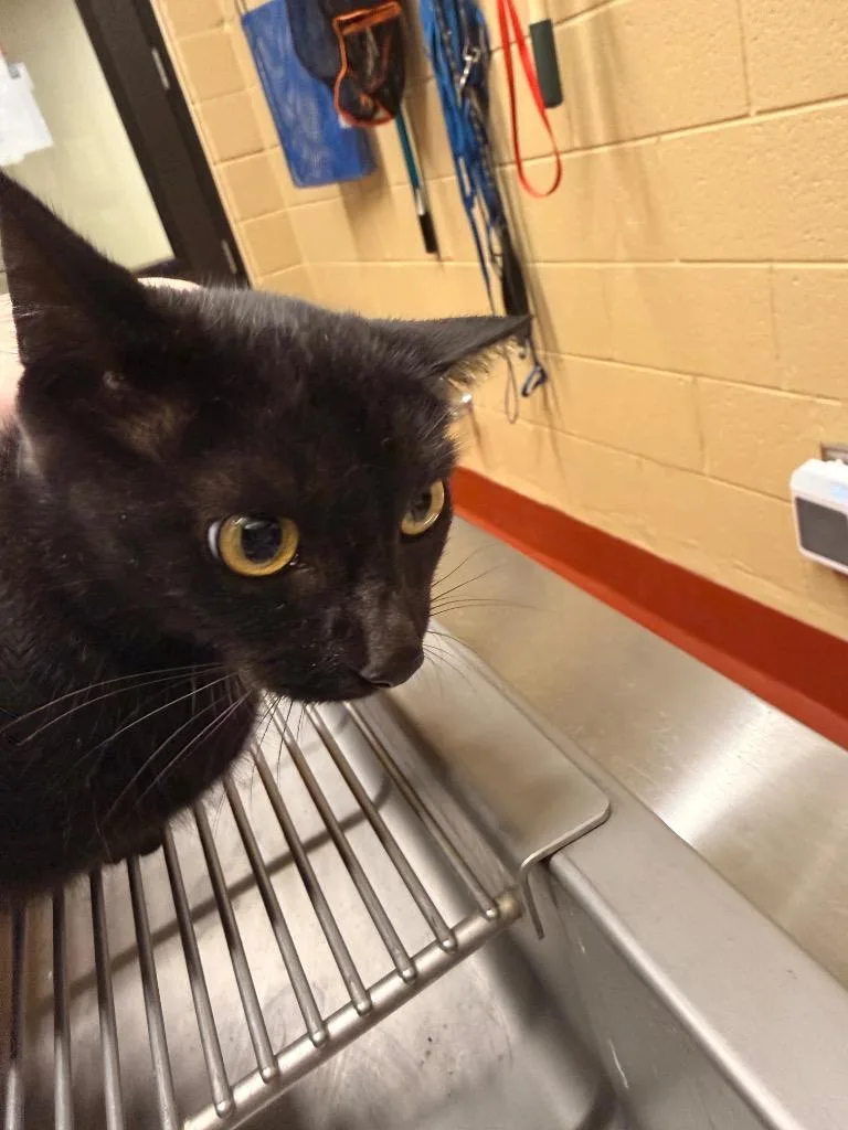 A young medium-sized female Domestic Short Hair cat named Haley for adoption in Douglasville, GA