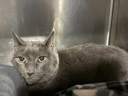 A senior large-sized male Gray / Blue / Silver Domestic Short Hair cat named Duck for adoption in Lafayette, IN