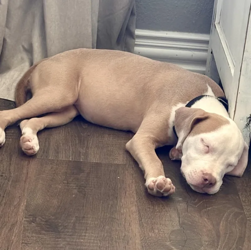 A baby medium-sized female Pit Bull Terrier dog named Sapphire for adoption in Krum, TX